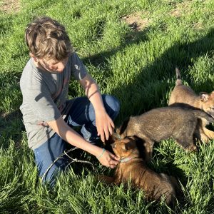 kid playing with shepinois