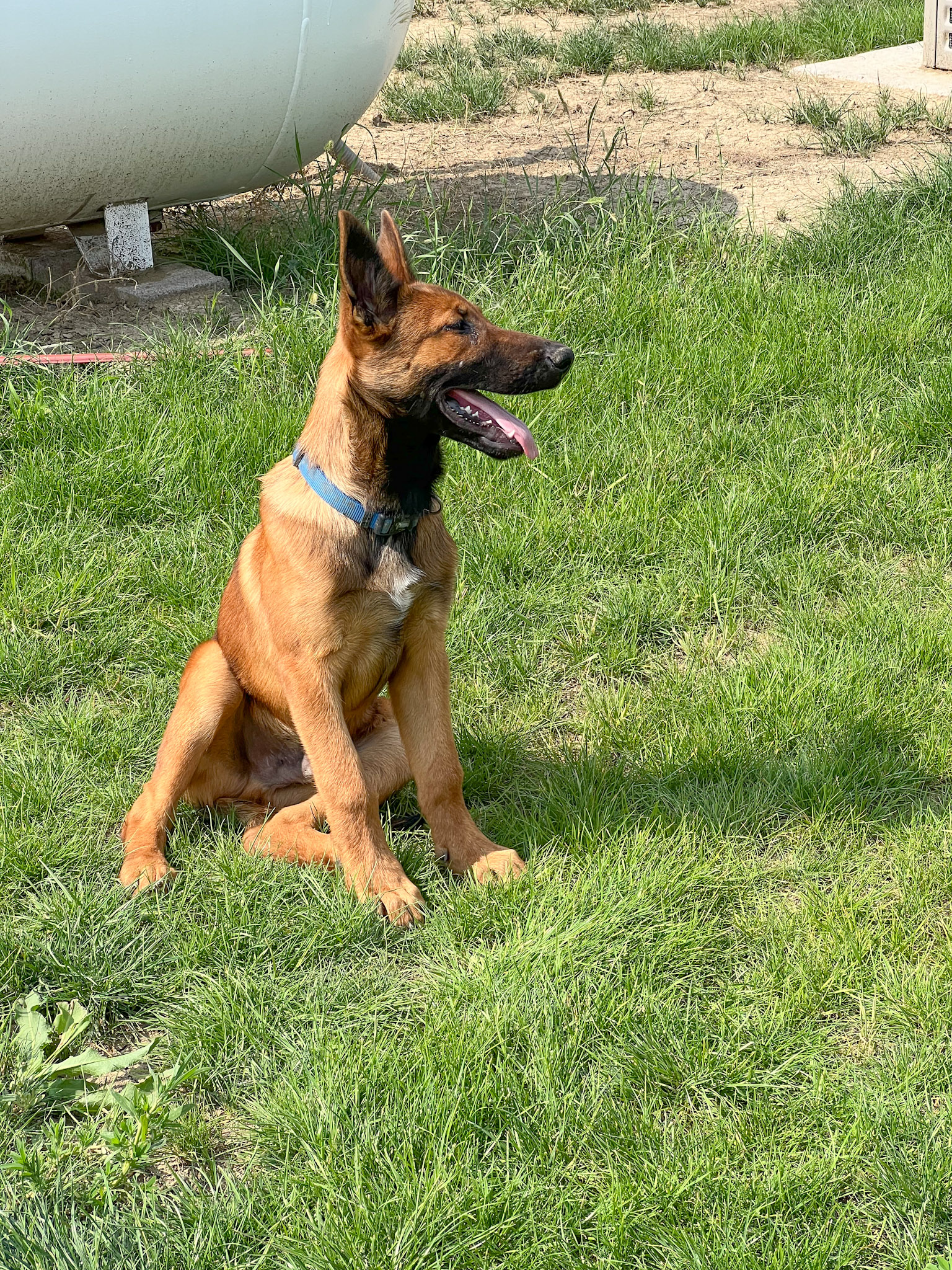 shepinois puppy for sale with blue collar