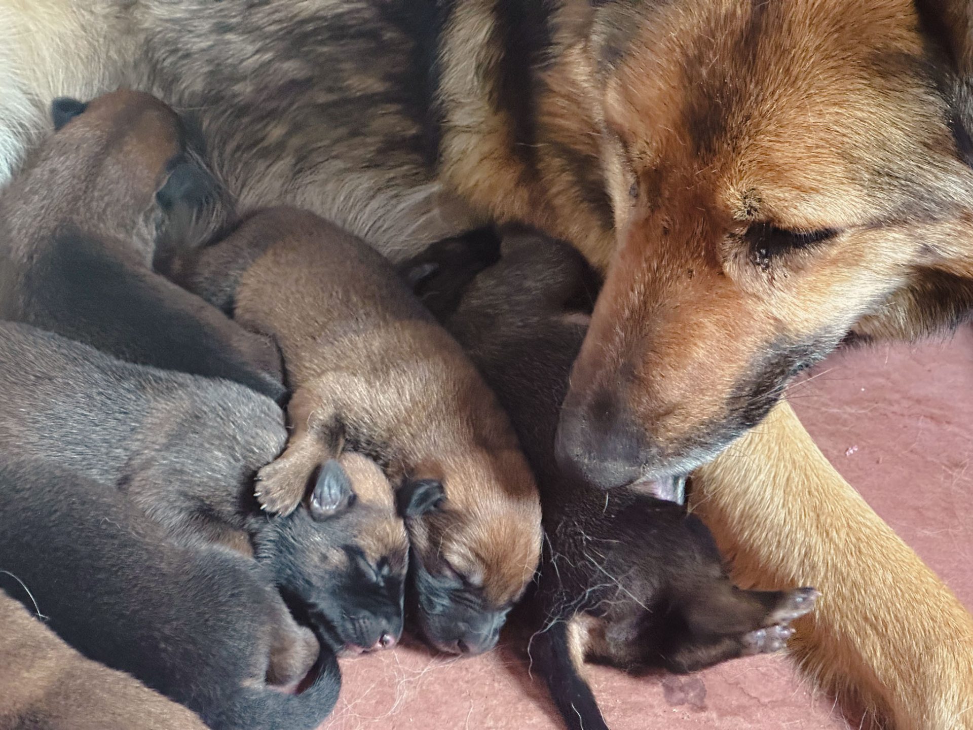 sd shepinois dam with new puppies