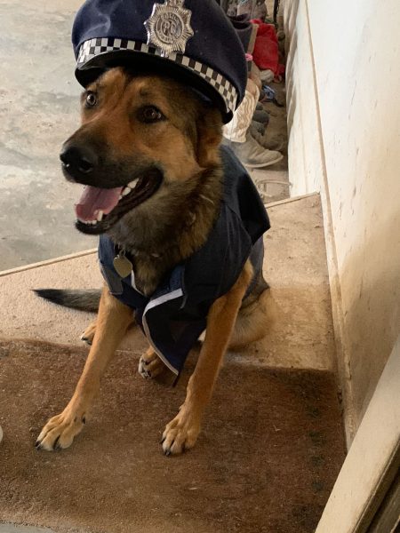 SD Shepinois dressed up as police
