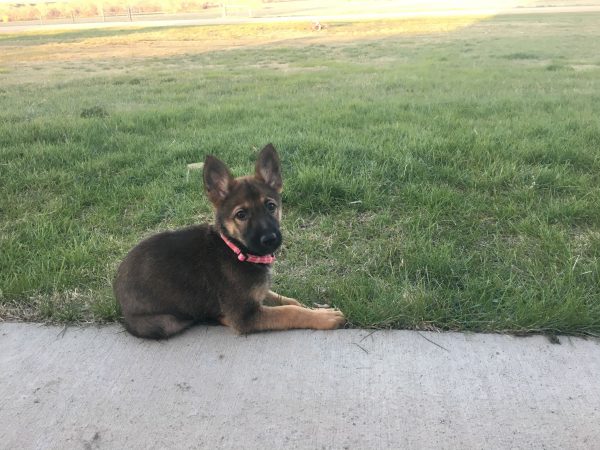 SD Shepinois Dame as a Puppy Looking Cute