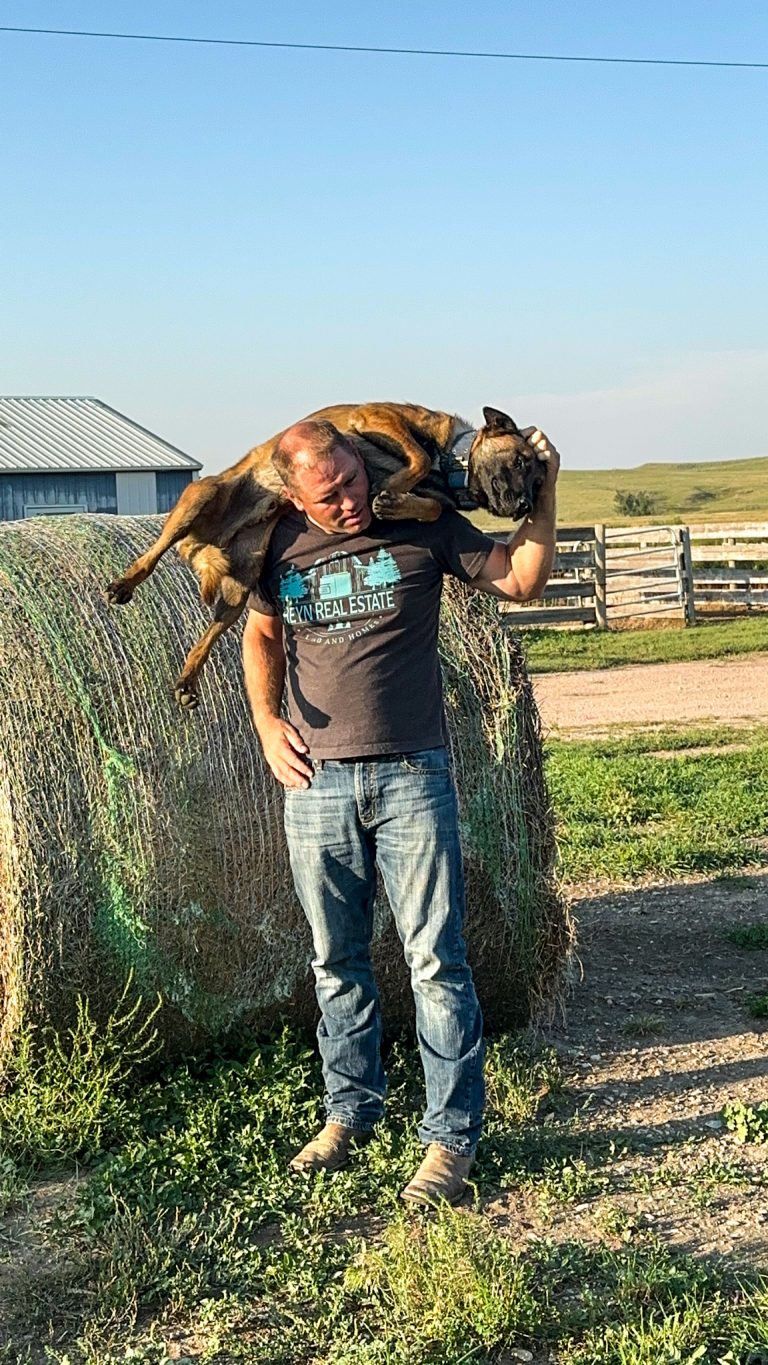 South Dakota Shepinois trainer with sire on shoulders