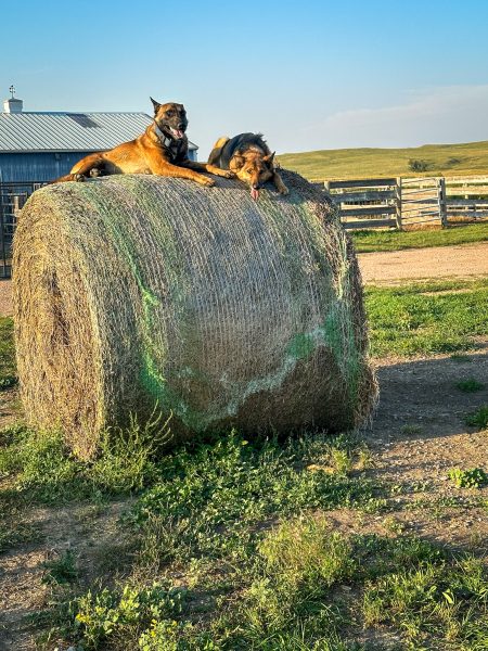 South Dakota Shepinois parents sitting on top of large round bale