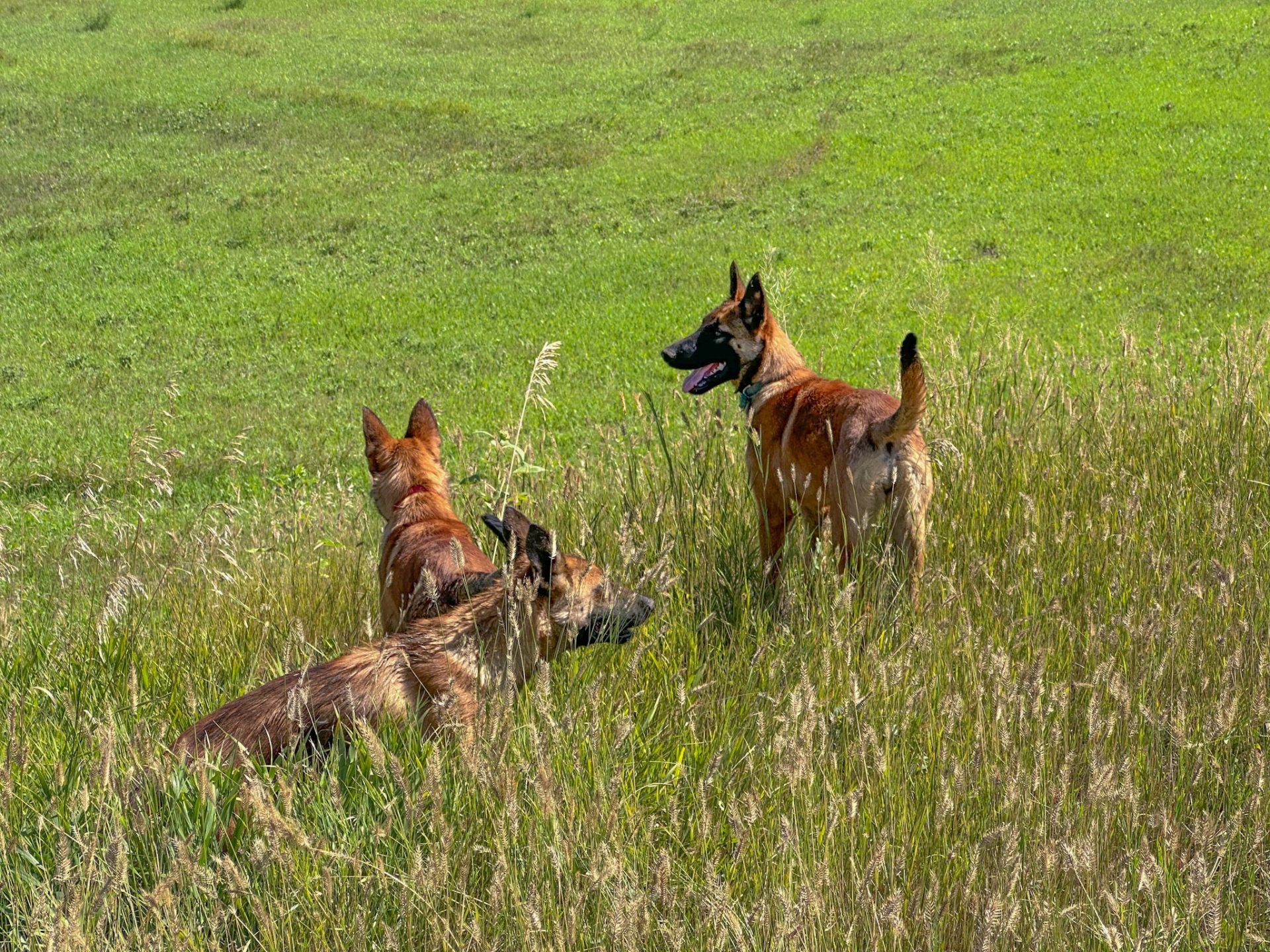 SD Shepinois pups in grassy field