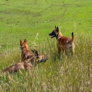 SD Shepinois pups in grassy field