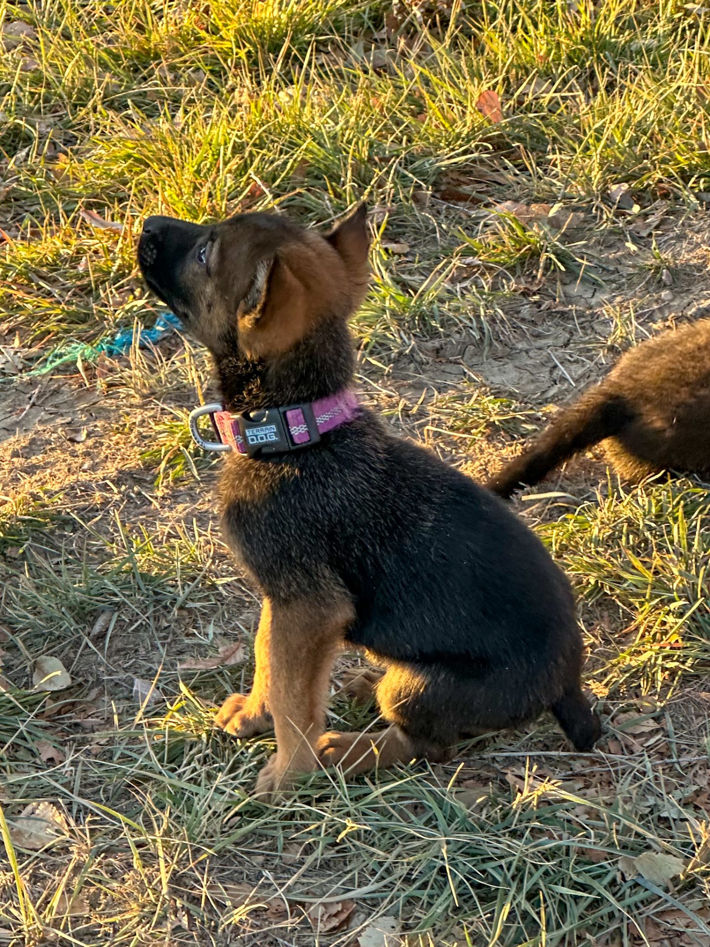 SD Shepinois female puppy for sale named Arwen respectfully sitting