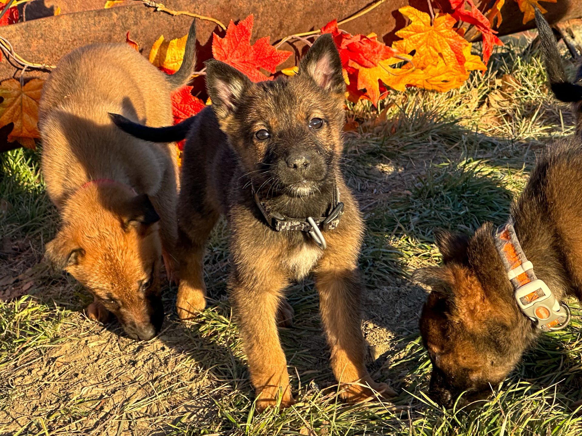 Thorin a shepinois puppy for sale with two siblings