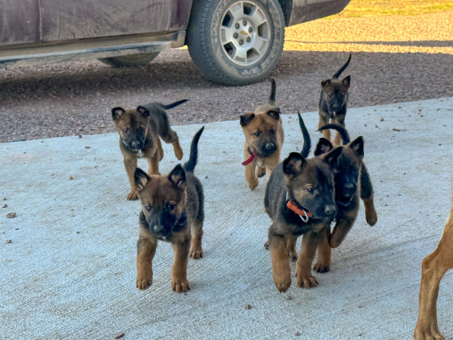 Available Dogs - South Dakota Shepinois