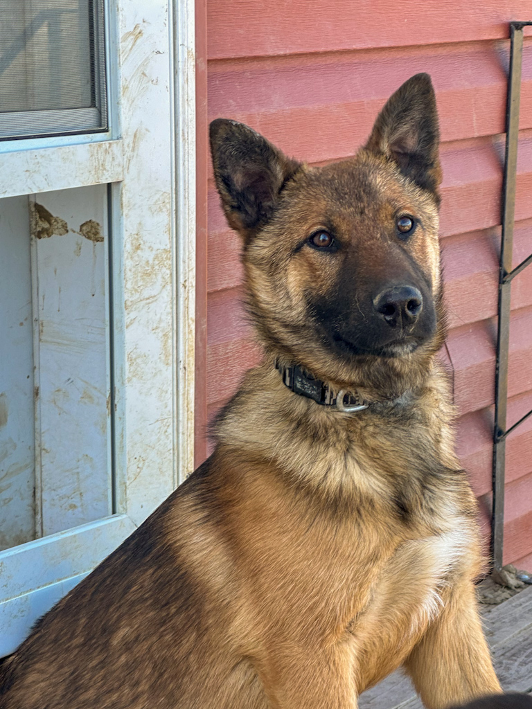 Thorin a striking South Dakota Shepinois puppy for sale