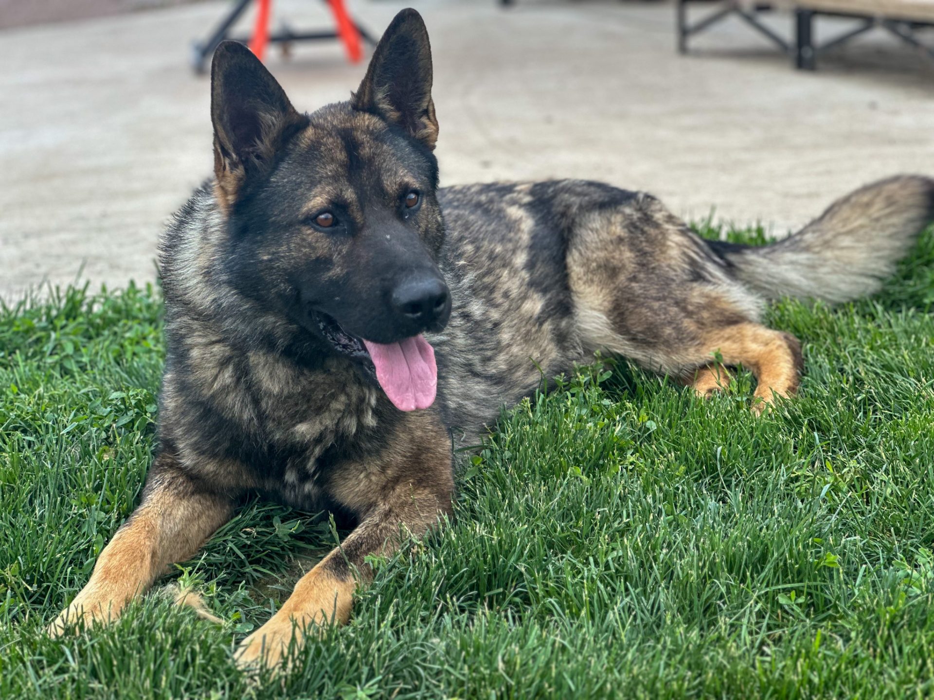sd shepinois sire loki