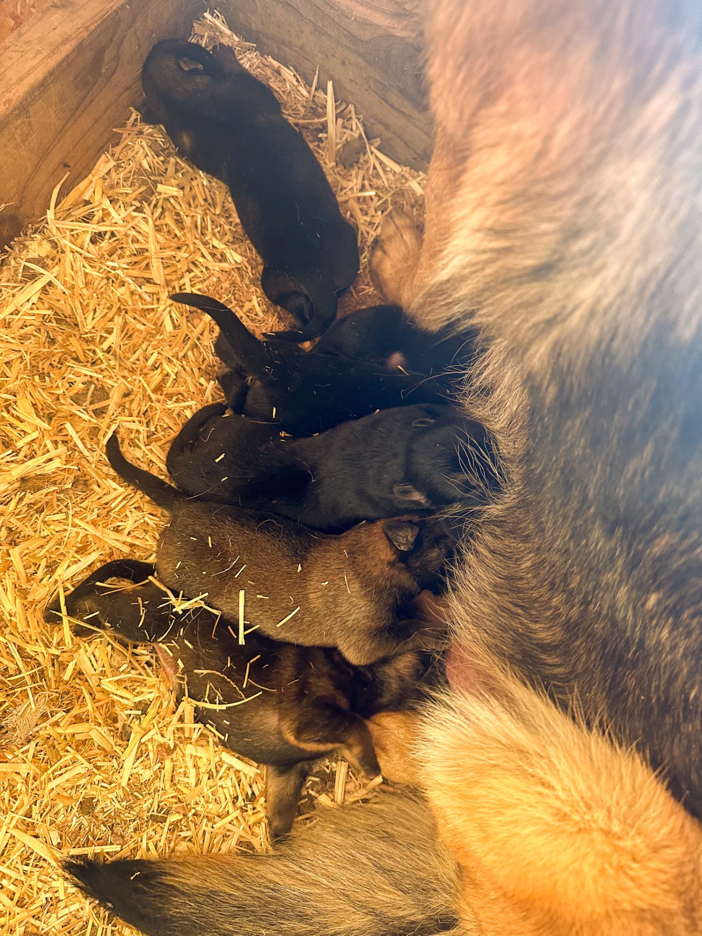 pups nursing