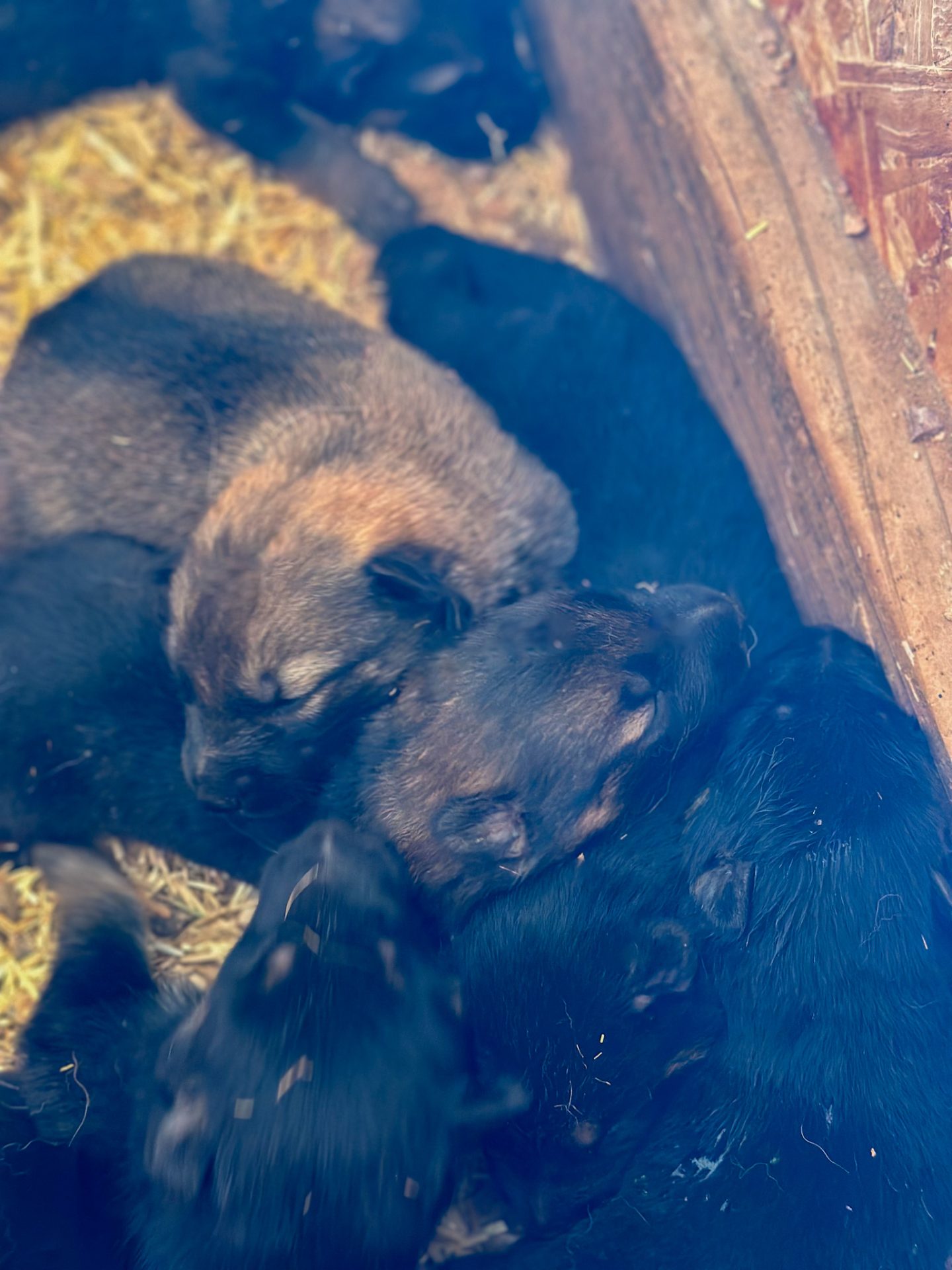 dog pile of sd shepinois puppies for sale in 2025