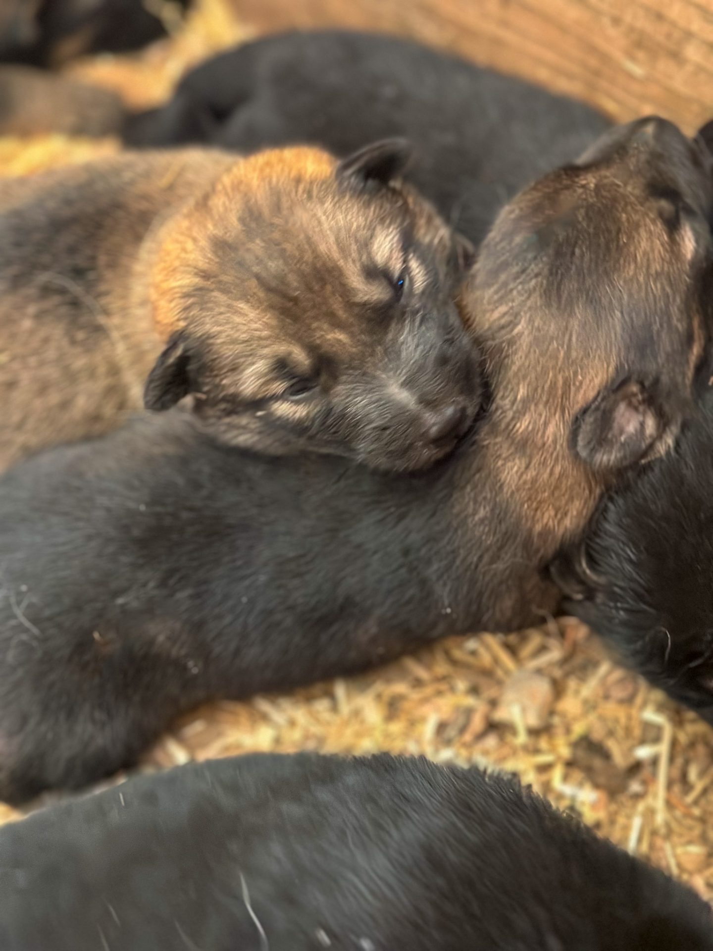 2025 litter of two of the shepinois puppies for sale