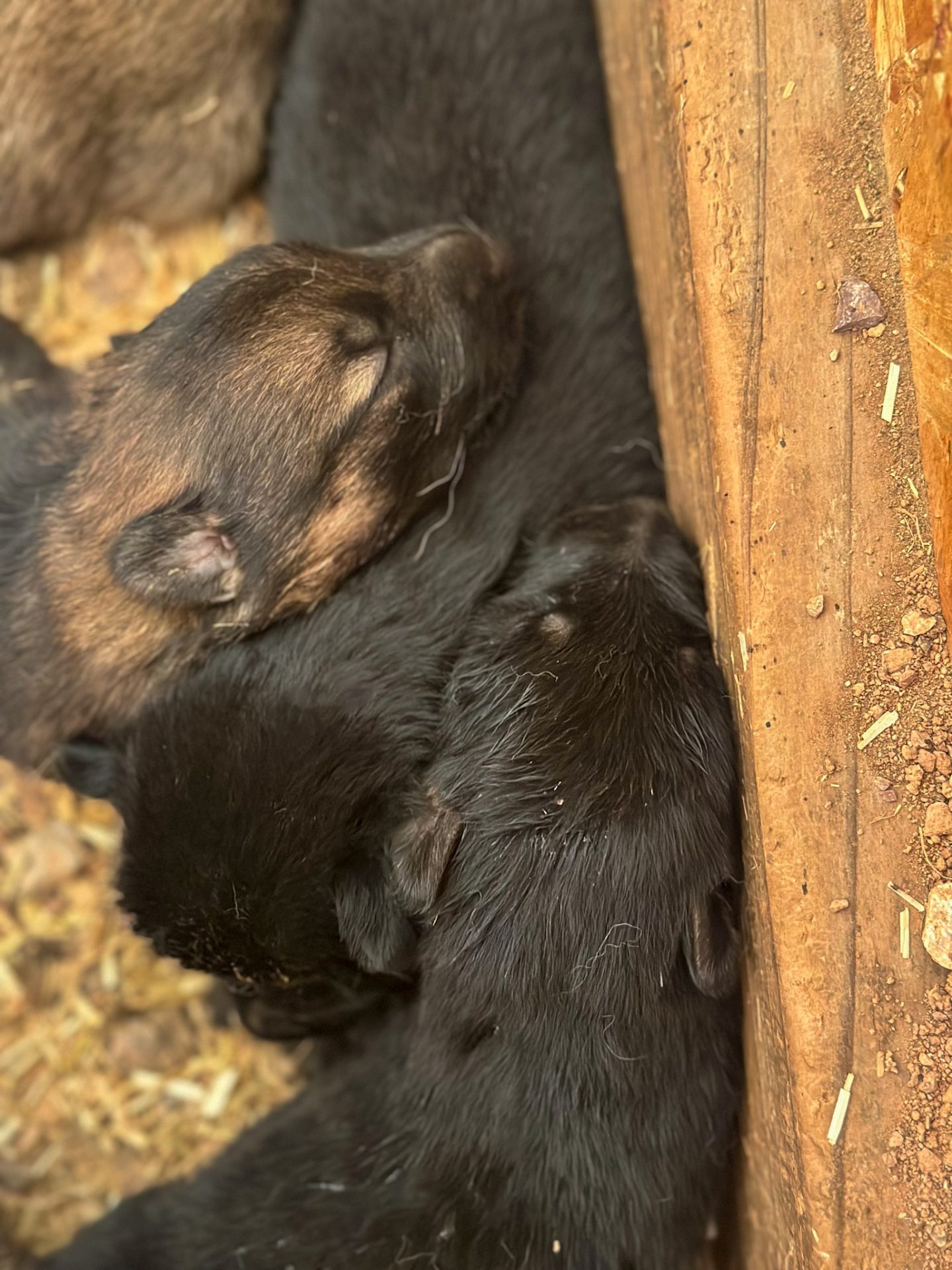 2025 litter of three of the shepinois puppies for sale