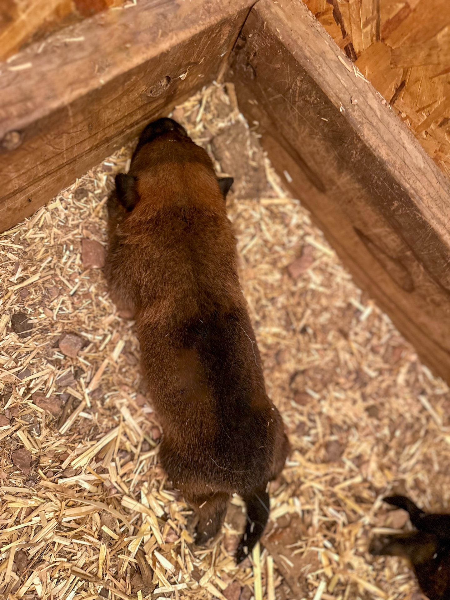 2nd sd shepinois puppy for sale with light coloring