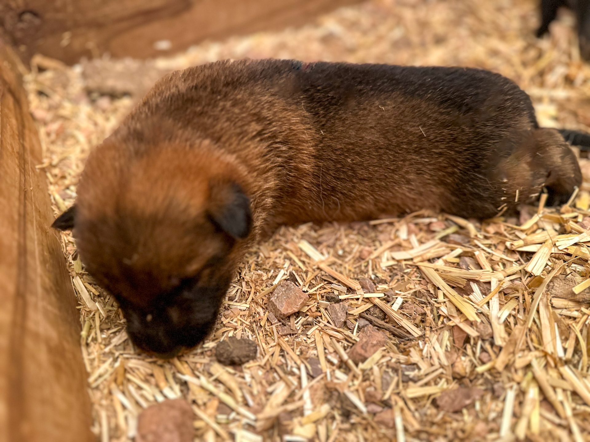 sd shepinois puppy for sale with light coloring
