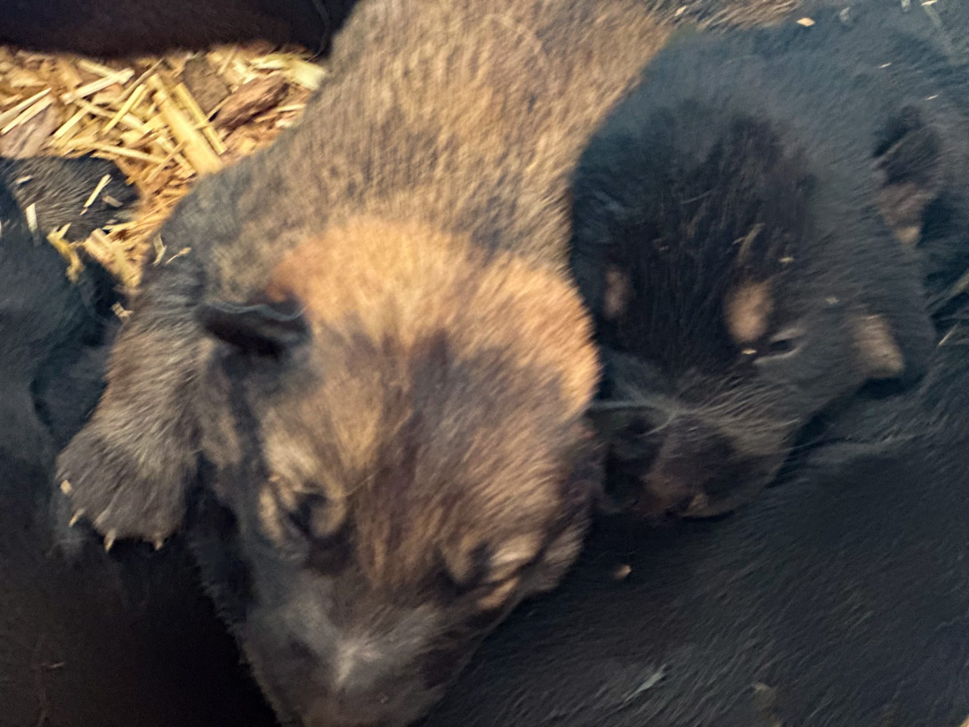 adorable sd shepoinois puppy for sale 2025