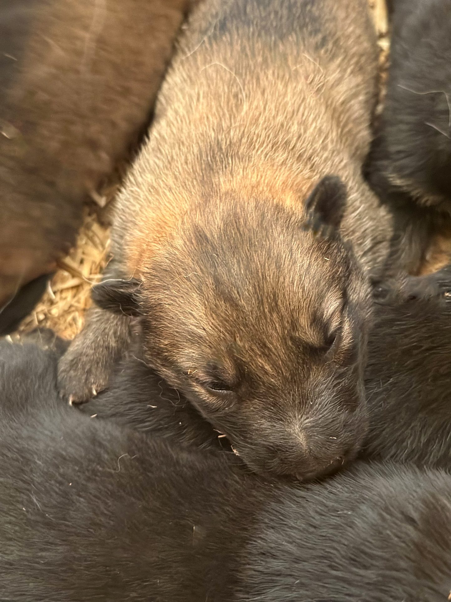 close up of light colored sd shepinois puppy for sale