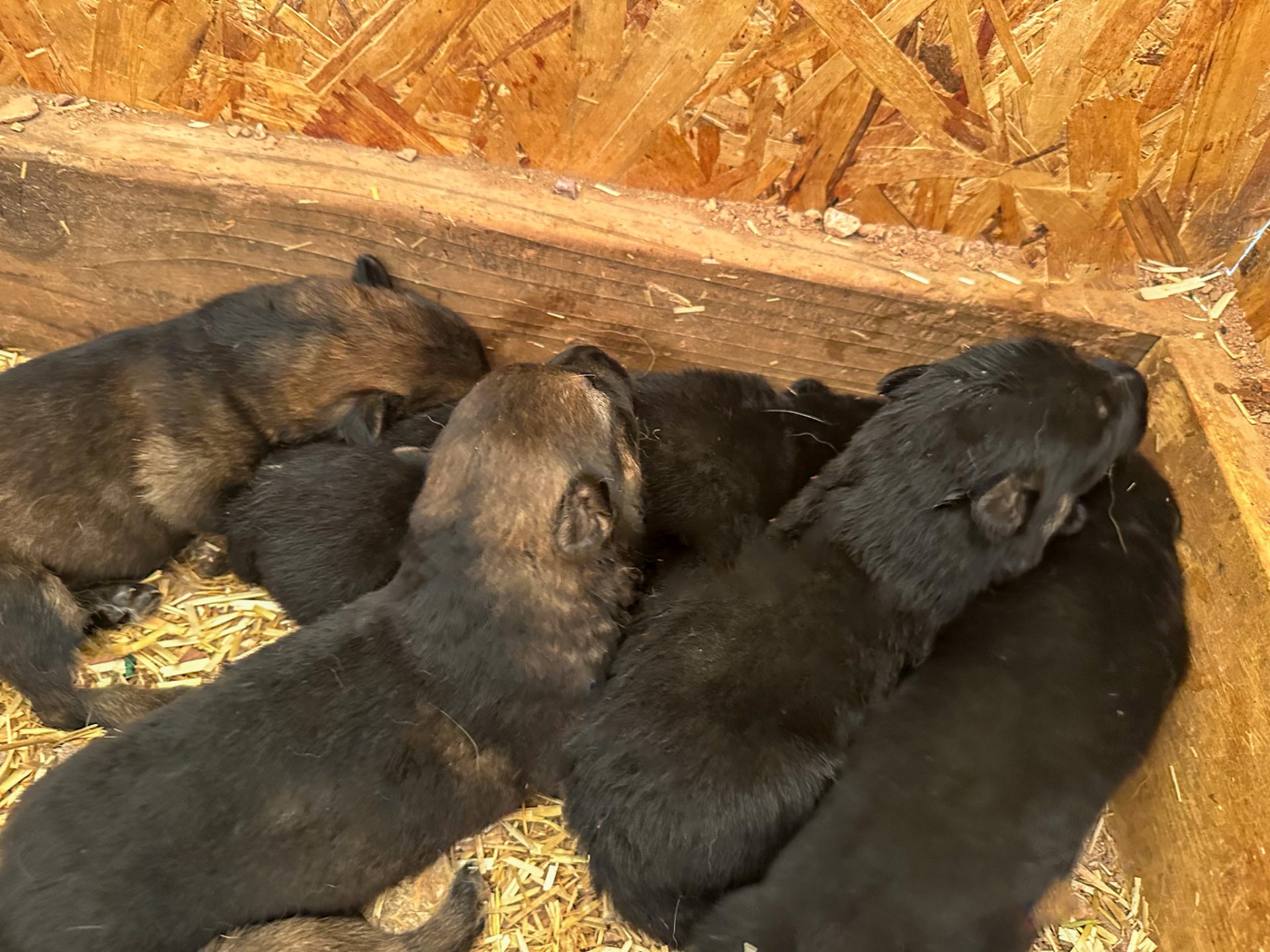 some of the sd shepinois puppies for sale