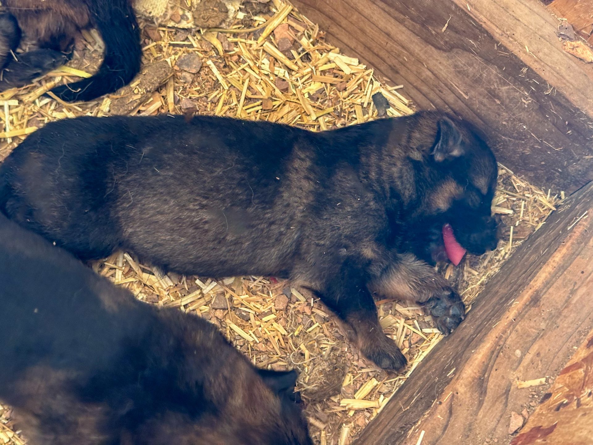 1 of 5 dark sd shepinois puppies for sale