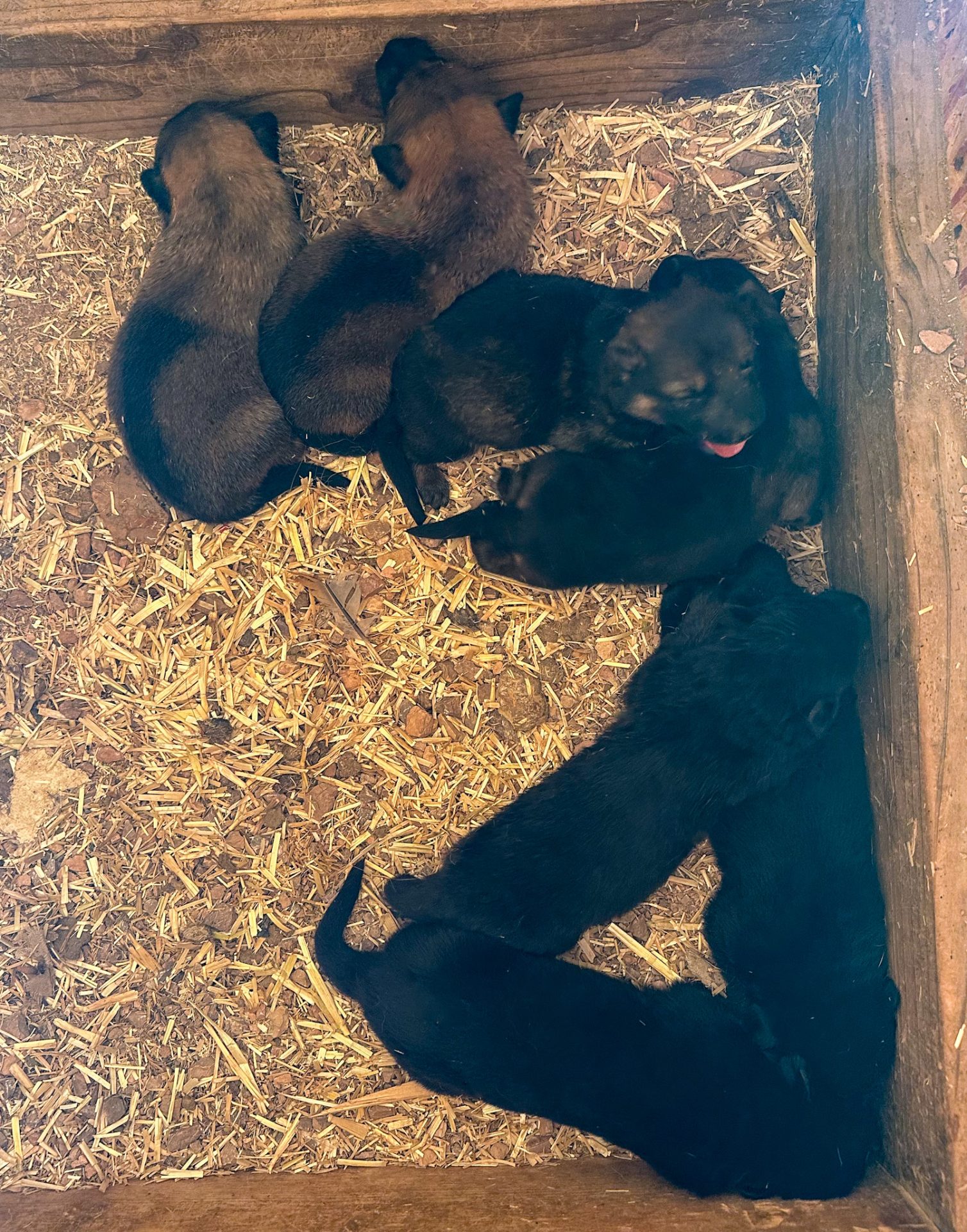 litter of sd shepinois puppies