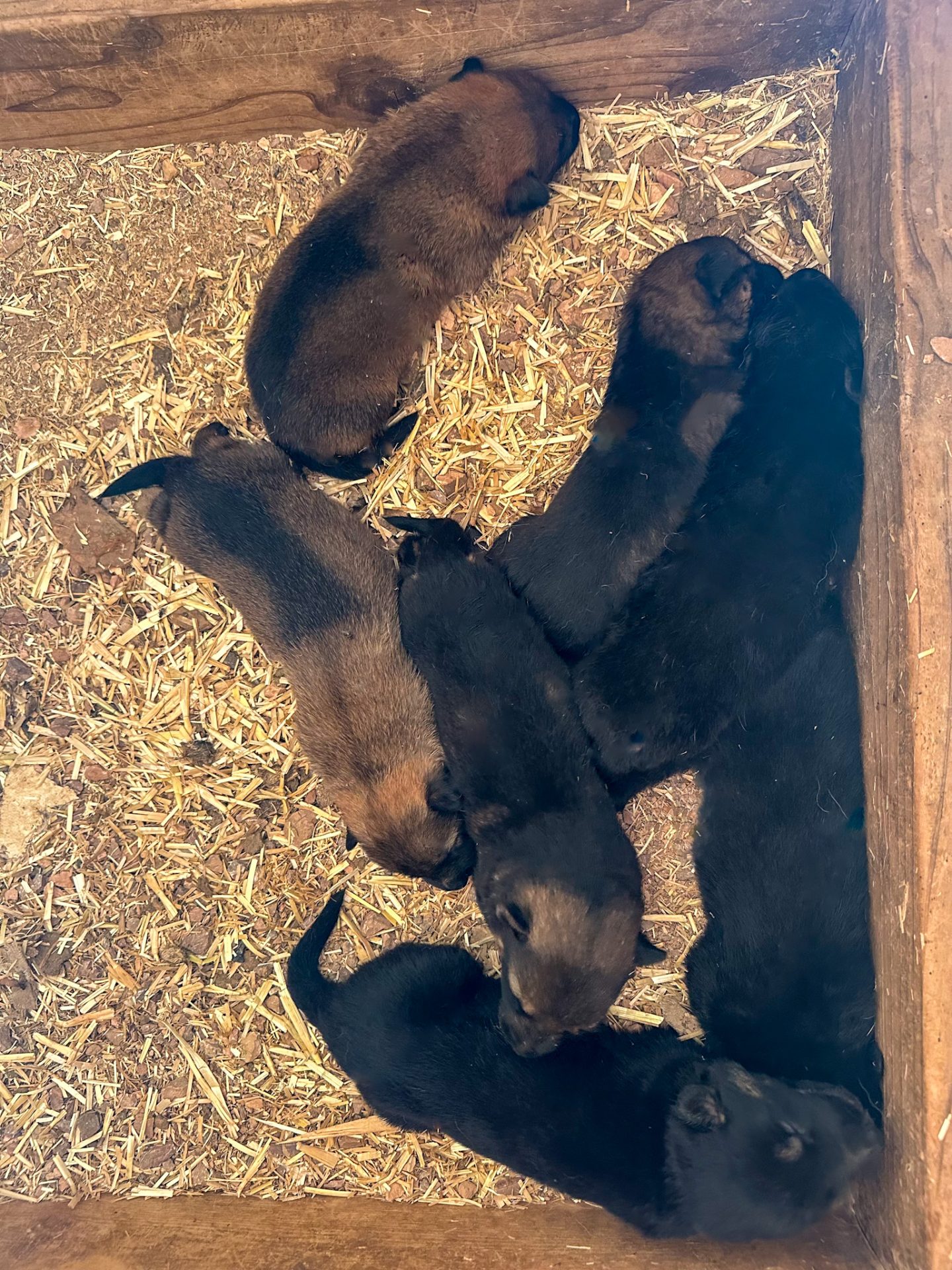 sd shepinois puppies for sale in 2025