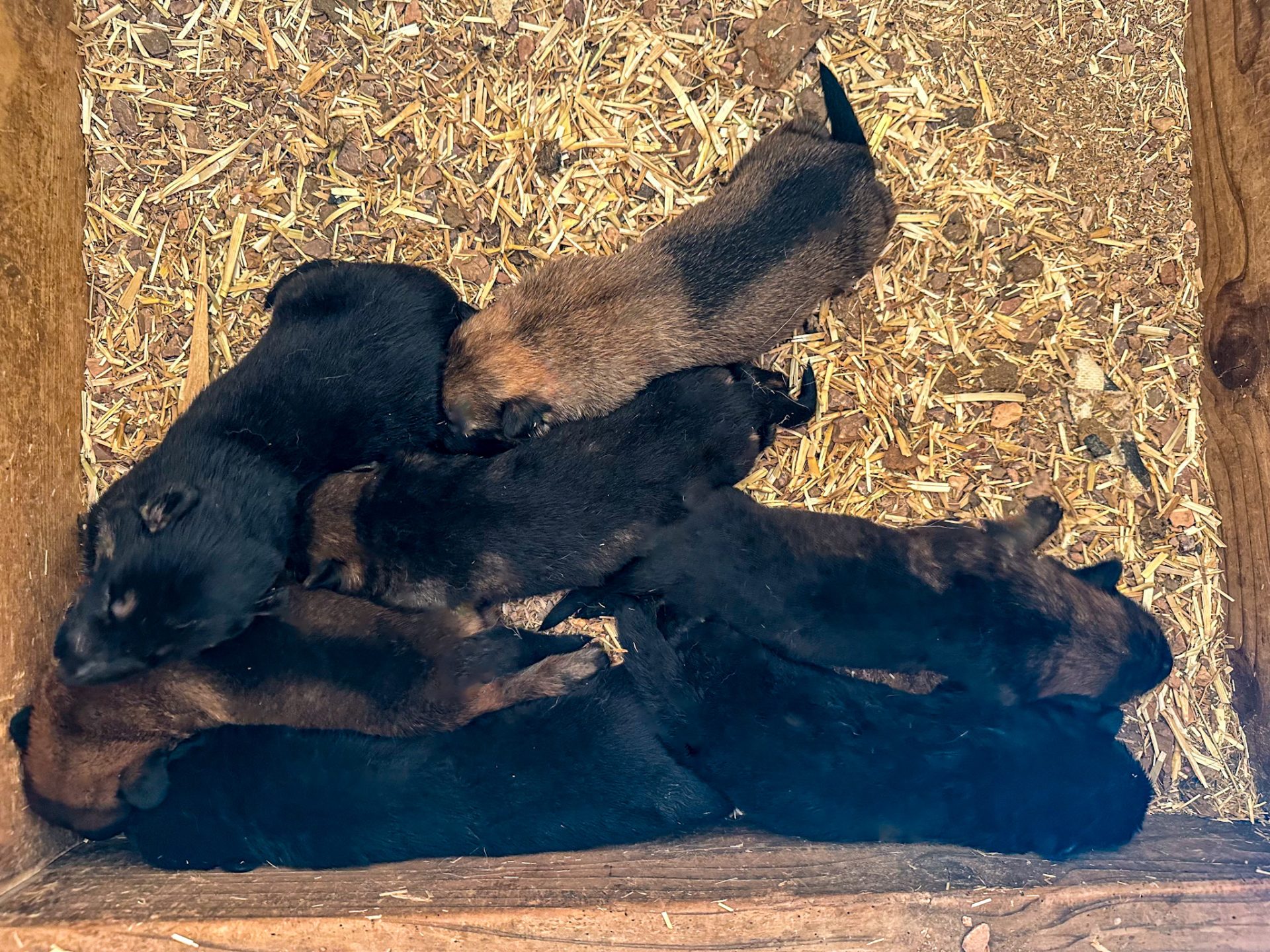7 shepinois puppies for sale